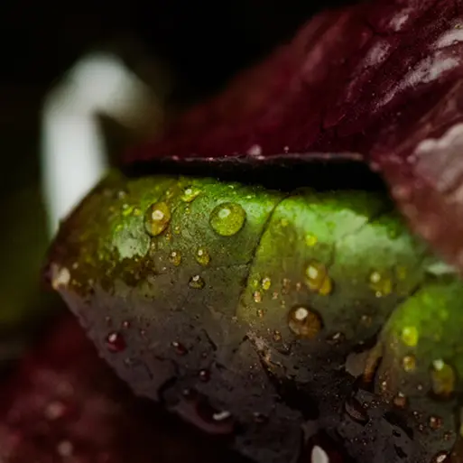 growing-more-with-less-img